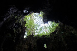 Inside of the stump 