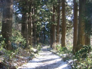 Avenue of Cedars    