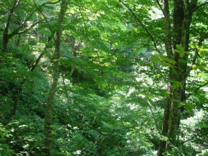 Virgin Beech Forest
