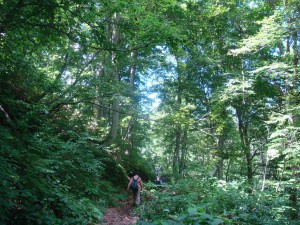 The Trail in Beech Forest