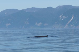 Minke Whale   