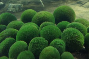Marimo Algae        
