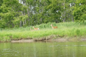 Family of Hokkaido Sika Deer           